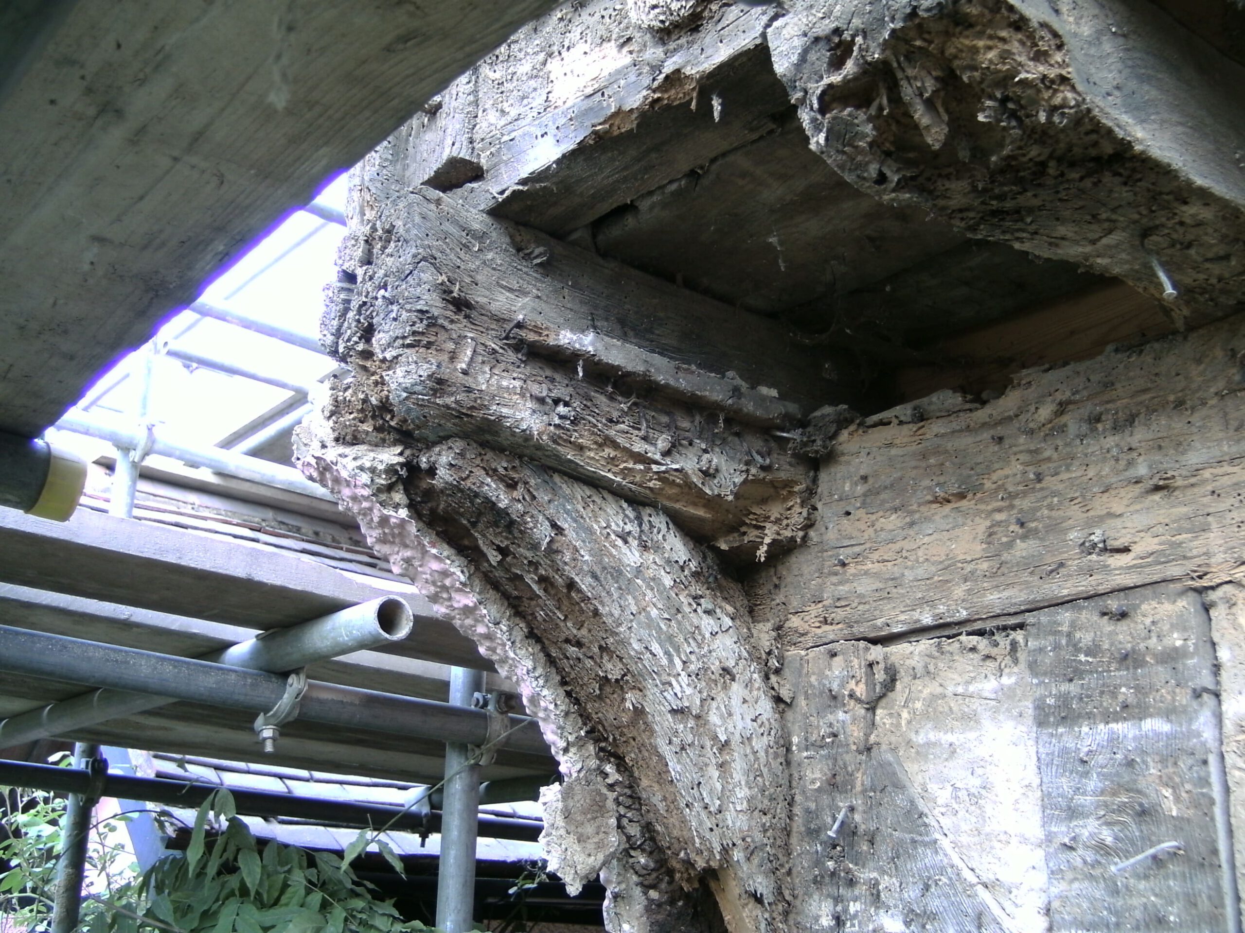 What a lot of pesty rot | Whitworth